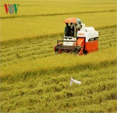 Việt Nam xuất khẩu gạo tới hơn 150 thị trường